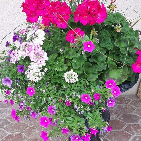 Meet your Posher, Marianne - Picture 1 of 1